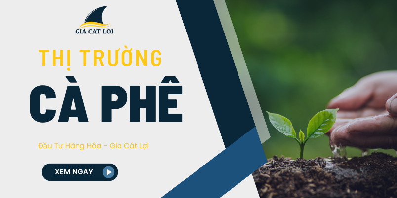 Noi trong cay Ca Phe o Viet Nam