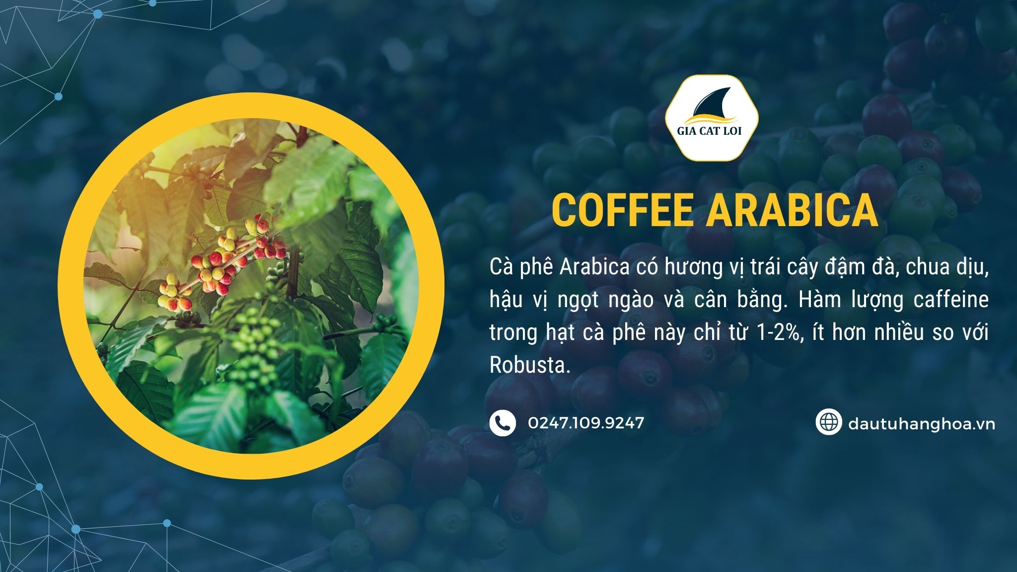 Giá cà phê arabica Gia ca phe Arabica hom nay