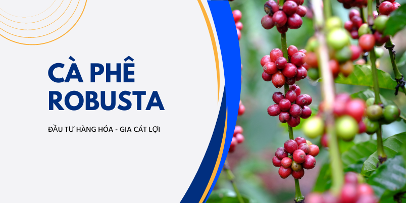 Gioi thieu ve ca phe Robusta